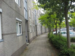 Madeliefveld